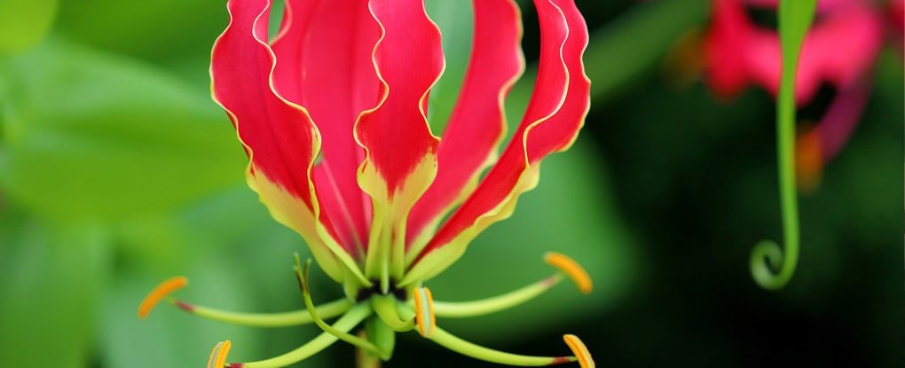 Detailaufnahme einer bunten Blüte mit roten und gelben Blütenblättern.