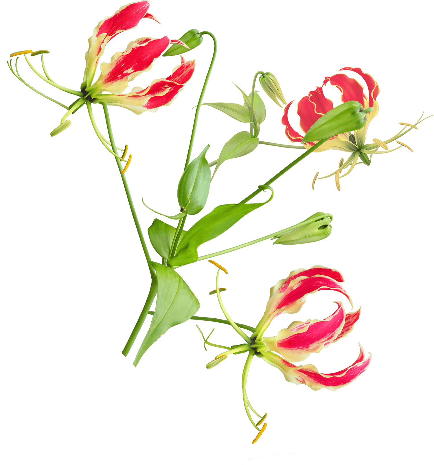 Nahaufnahme von blühenden Colchanova-Pflanzen mit roten und weißen Blüten.