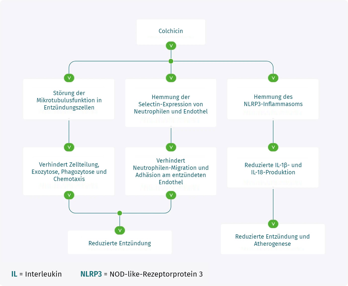 Diagramm zeigt die Wirkung von Colchanova bei Entzündungsprozessen im Körper.
