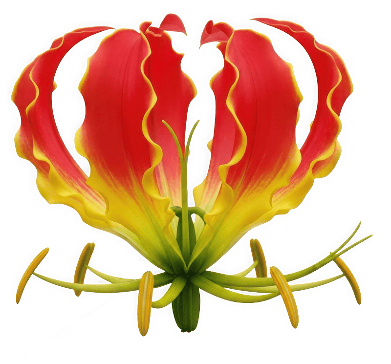 Brennende Gloriosa-Blume mit roten und gelben Blütenblättern.